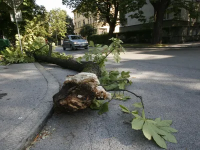 Podrto drevo, veja na cesti, Prule, // FOTO: Luka Cjuha<br>OPOMBA ZA OBJAVO V ČASOPISU DNEVNIK