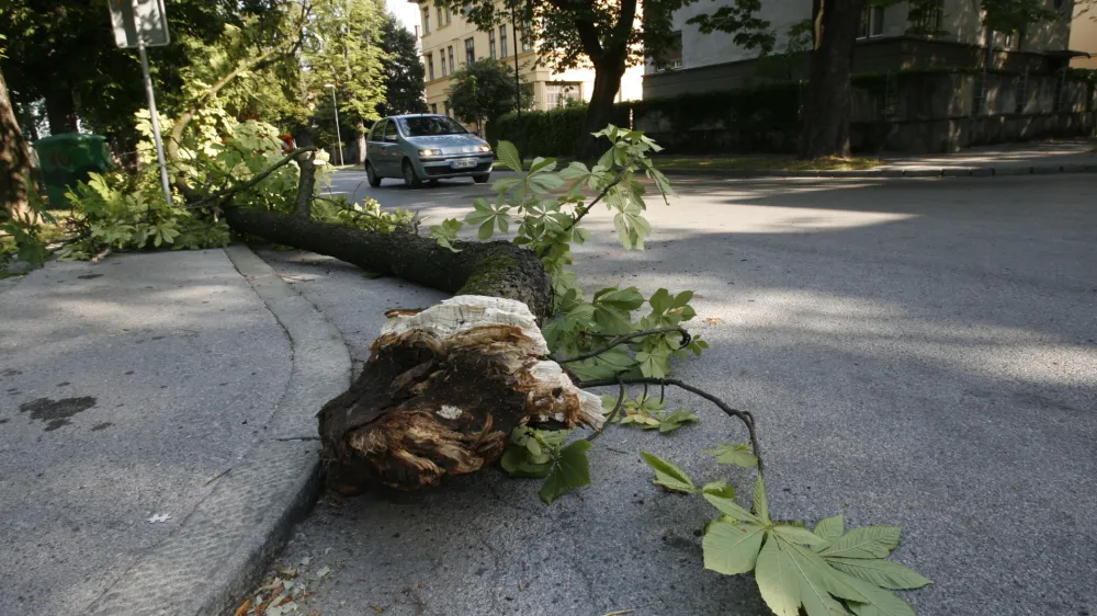 Podrto drevo, veja na cesti, Prule, // FOTO: Luka Cjuha<br>OPOMBA ZA OBJAVO V ČASOPISU DNEVNIK