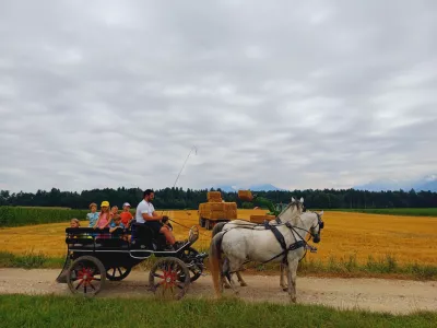 Ena od priljubljenih dejavnosti na kmetiji je tudi vožnja s konjsko vprego po okoliških poljskih poteh. Foto: Tina Jereb