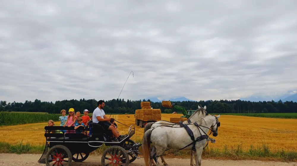 Ena od priljubljenih dejavnosti na kmetiji je tudi vožnja s konjsko vprego po okoliških poljskih poteh. Foto: Tina Jereb