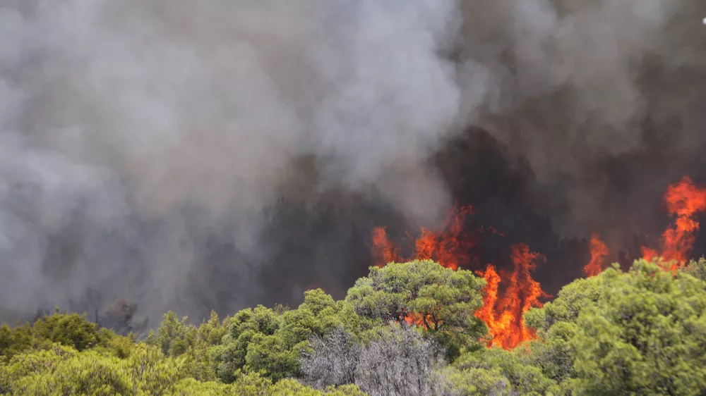 06.08.2024., Sibenik - Nesto prije 13 sati izbio je pozar u borovoj sumi u sibenskom naselju Rokici, odmah pokraj bolnice i stambenih kuca. Na terenu su vatrogasci i policija, a pozvana je i pomoc iz zraka. Suma se nalazi iznad Jadranske magistrale koja je zbog pozara zatvorena za sav promet. Photo: Dusko Jaramaz/PIXSELL