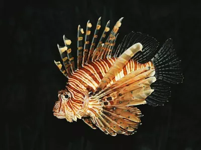 Velika plamenka ali navadna plamenka (znanstveno ime Pterois volitans) je strupena riba iz družine bodik (Scorpaenidae). Prebiva v Indijskem in Pacifiškem oceanu, v zadnjem času pa tudi ob vzhodni obali ZDA. Je priljubljena akvarijska riba.