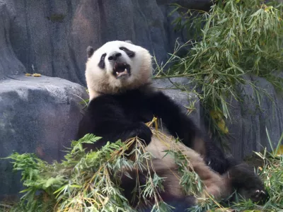 Panda bear Xin Bao eats in the Panda Ridge enclosure at San Diego Zoo in San Diego, California, U.S., August 7, 2024. REUTERS/Mario Anzuoni