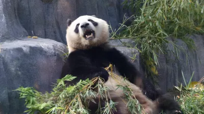 Panda bear Xin Bao eats in the Panda Ridge enclosure at San Diego Zoo in San Diego, California, U.S., August 7, 2024. REUTERS/Mario Anzuoni