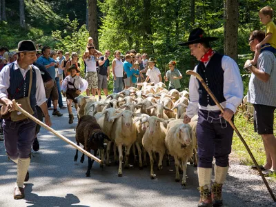 Ovčarski bal na Jezerskem F TIC Jezersko