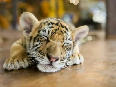 Portrait of a little tiger cub lies dormant sleeping on the wooden floor. Shallow depth of field / Foto: Fly_dragonfly