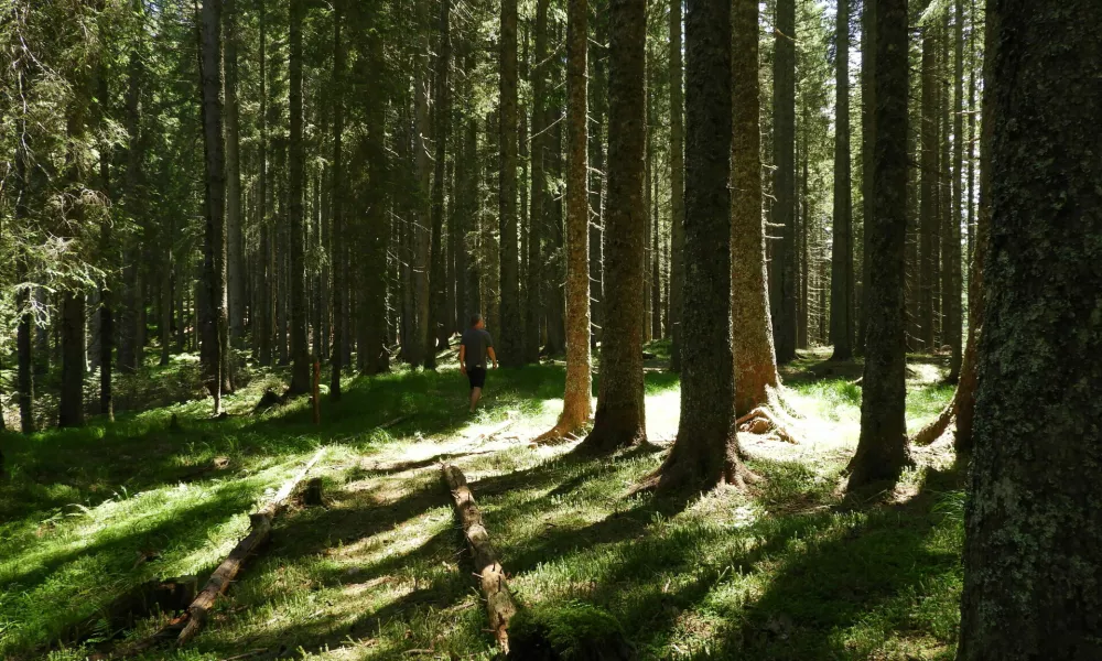 Andrej Arih TNP, gozd, Pokljuka, POkljuška pot