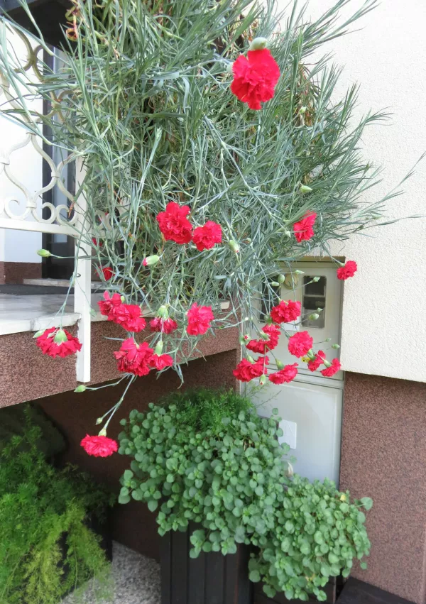 Letos bodo že 24. leto zapored podelili priznanja za najlepše gorenjske nageljne. Prijave na izbor sprejemajo do konca avgusta. Foto:  GTZ