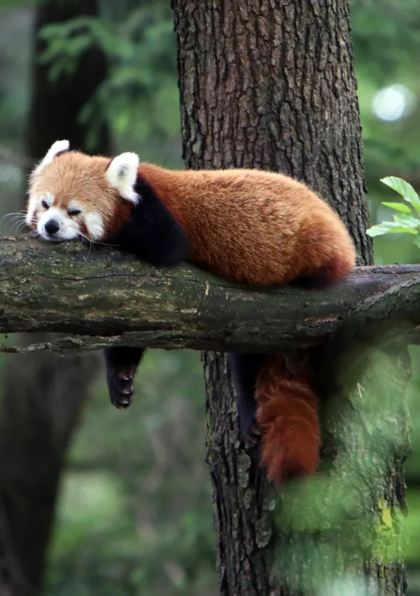 ﻿- mačji panda ali rdeči panda- 01.08.2016 - Živalski vrt ZOO Ljubljana -//FOTO: Tomaž Skale / Foto: Tomaž Skale