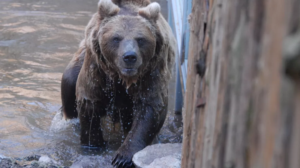 Rjavi medved, ZOO - Živalski vrt ljubljana ,// FOTO: Luka CjuhaOPOMBA: ZA OBJAVO V SOBOTNI PRILOGI DNEVNIK– REPORTAŽA