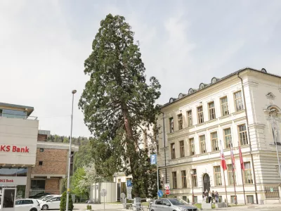 Mogočna sekvoja zaradi poškodovanosti koreninskega sistema ni več sposobna držati lastne teže, zato jo bodo danes posekali. Foto: Saša Despot