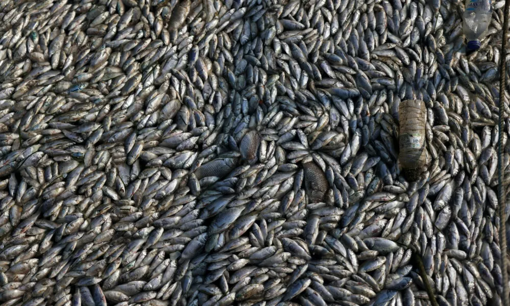 A view shows dead fish as tonnes of it have washed up in the port of Volos, Greece, August 28, 2024. REUTERS/Alexandros Avramidis   TPX IMAGES OF THE DAY