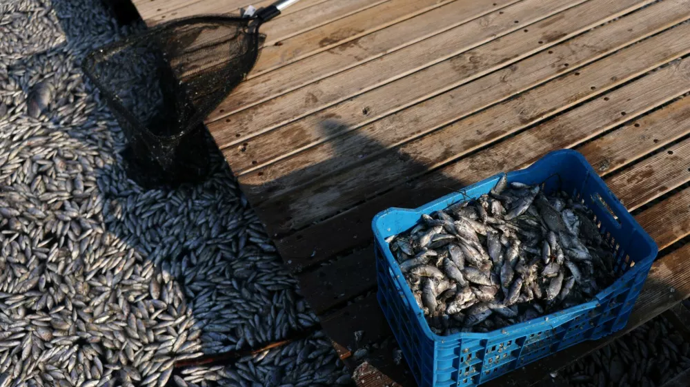 A picture shows dead fish, as tonnes of it have washed up in the port of Volos, Greece, August 28, 2024. REUTERS/Alexandros Avramidis