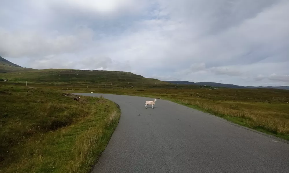 Prometni zamašek - ovca sredi ceste na škotskem otoku Isle of Skye