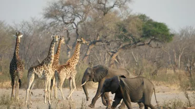 FILE PHOTO: A group of elephants and giraffes walk near a watering hole inside Hwange National Park, in Zimbabwe, October 23, 2019. REUTERS/Philimon Bulawayo/File Photo