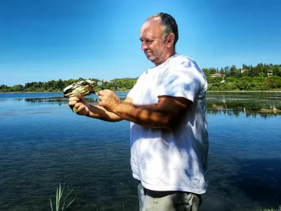 Nevijo Vižintin modra rakovica / Foto: Katja Gleščič 