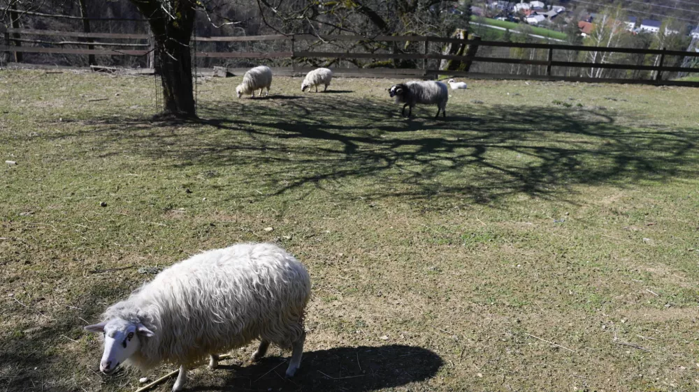 turistična kmetija Pri Lazarju - ovce - 06.04.2023 - Odbor Planinske zveze Slovenije za planinstvo invalidov (Odbor inPlaninec) – predstavitev akcije Gibalno ovirani gore osvajajo GOGO 2023 – novinarska konferenca na turistični kmetiji Pri Lazarju//FOTO: Nik Erik Neubauer