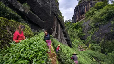 Nabiranje čaja / Foto: Unesco