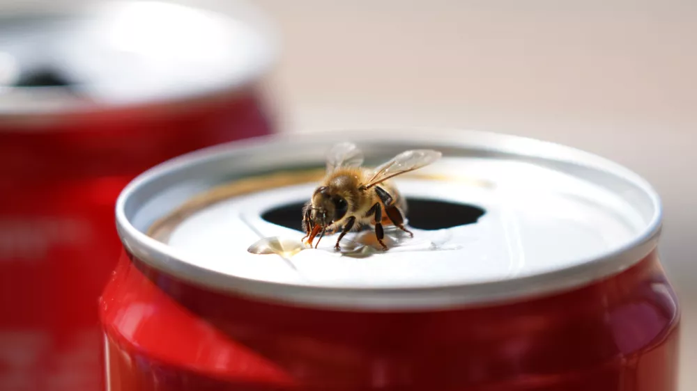 Insect on soda can / Foto: ~usergi15769699