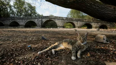 A stray cat rests at the dried-up bed due to an unprecedented drought of the Bosna River, one of the main water sources for the city of Sarajevo, Bosnia and Herzegovina, September 4, 2024. REUTERS/Amel Emric   TPX IMAGES OF THE DAY