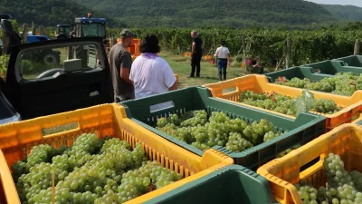 Trgatev 2022, 17. 8. 2022, vinogradi, Vinakoper, trgači, grozdje / Foto: Nataša Bucik Ozebek