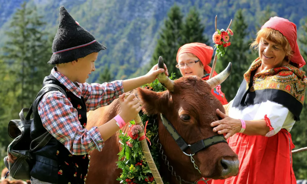 Kravji bal na Bohinju F Mitja Sodja