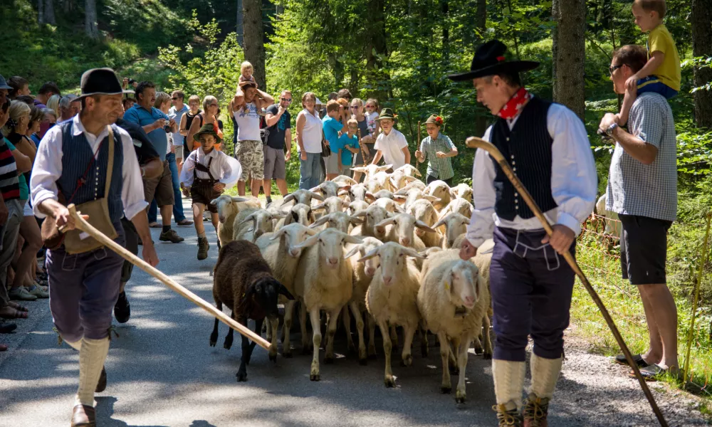 Ovčarski bal na Jezerskem. Fotografija: Primož Šenk