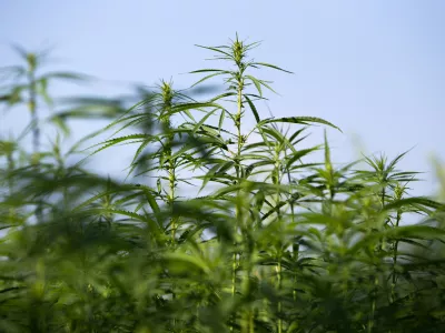 ﻿- konoplja- 21.07.2017 – Biotehnična fakulteta //FOTO: Matjaž Rušt