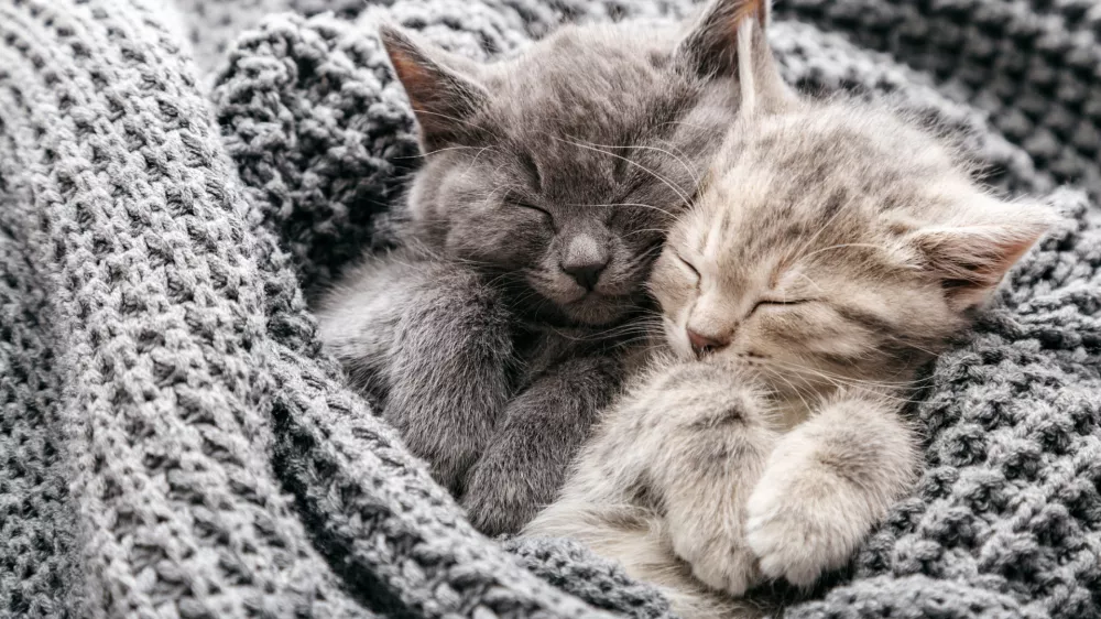 Couple of sleeping kittens in love on Valentine day. Cat noses close up. Family of sleeping kittens in love hug and kiss. Cats cozy sleep at home