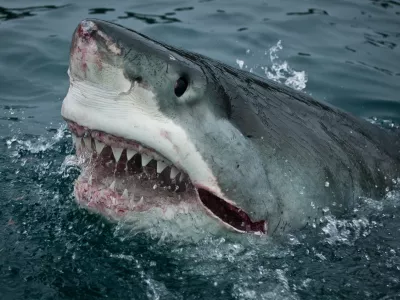 ﻿Great White Shark. Slash Attacks! New Zealand.