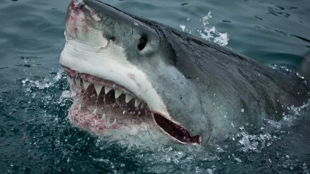 ﻿Great White Shark. Slash Attacks! New Zealand.