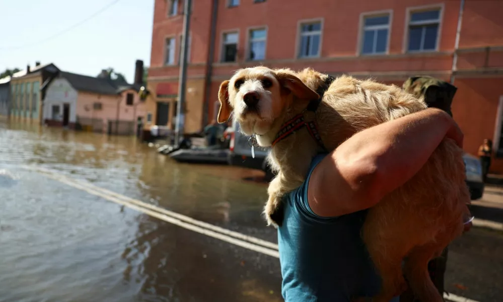 A person carries a dog, in an area flooded by the Nysa Klodzka river, following heavy rainfalls, in Lewin Brzeski, Poland September 17, 2024. REUTERS/Kacper Pempel / Foto: Kacper Pempel