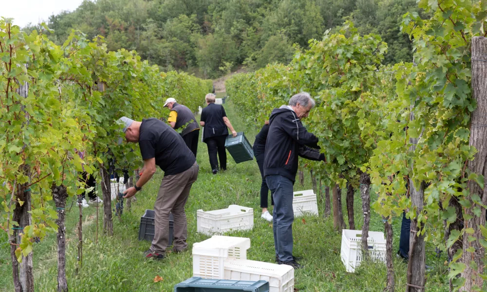 Trgatev 2024 v Goriških Brdih / Foto: Jaka Jeraša