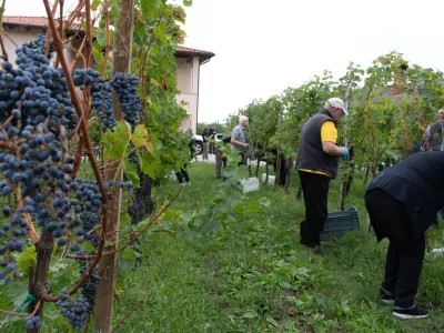 V Brdih je pridelek grozdja zaradi vremenskih neprilik kar 40 odstotkov manjši kot so pričakovali / Foto: Jaka Jeraša