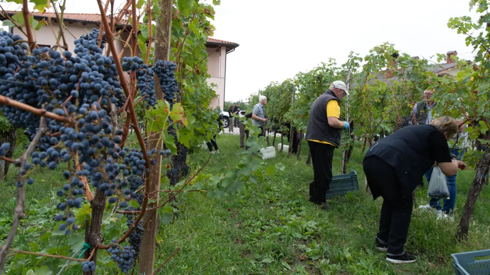 V Brdih je pridelek grozdja zaradi vremenskih neprilik kar 40 odstotkov manjši kot so pričakovali / Foto: Jaka Jeraša