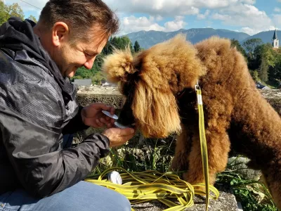 Radovedni Joy je na grajskem dvorišču zelo hitro našel škatlico z namigom. Foto: Vesna Levičnik