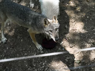 volkovi11.07.2024 - ZOO Živalski vrt LjubljanaFOTO: Nik Erik Neubauer