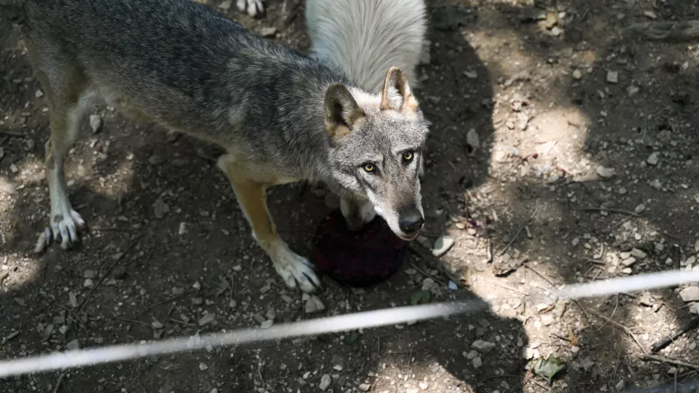 volkovi11.07.2024 - ZOO Živalski vrt LjubljanaFOTO: Nik Erik Neubauer