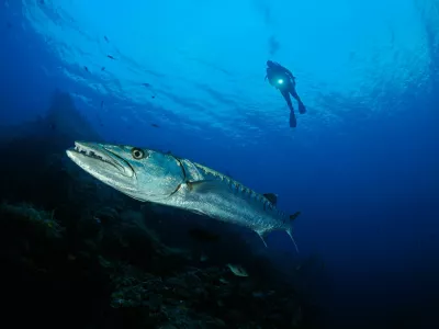 BJ01AH Sphyraena qenie, Sphyraena putnamiae, Blackfin Barracuda with scuba diver, Bali, Indonesia, Indo-Pacific Ocean