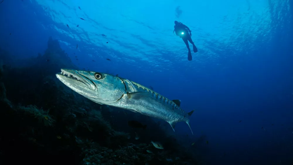 BJ01AH Sphyraena qenie, Sphyraena putnamiae, Blackfin Barracuda with scuba diver, Bali, Indonesia, Indo-Pacific Ocean