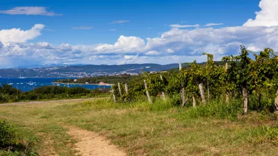 Scenic Vineyards next to the sea in the Istrian countryside Slovenia