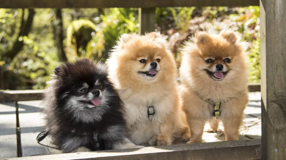 ﻿The Pomeranian (often known as a Pom or Pom Pom) is a breed of dog of the Spitz type, named for the Pomerania region in Central Europe (today part of northern Poland and eastern Germany). Classed as a toy dog breed because of its small size, the Pomeranian is descended from the larger Spitz type dogs, specifically the German Spitz. It has been determined by the FĂÂ©dĂÂ©ration Cynologique Internationale to be part of the German Spitz breed; and in many countries, they are known as the Zwergspitz ("Dwarf-Spitz").