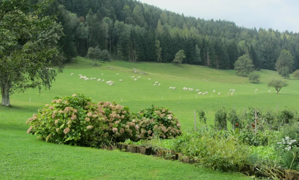 Ravnjakova domačija sredi zelenega morja z belimi pikami.