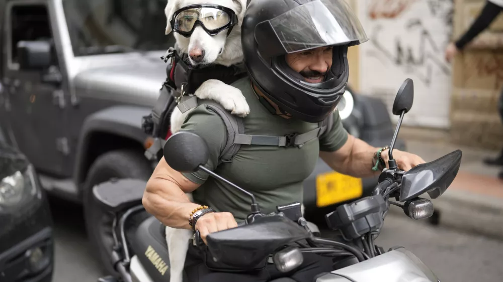 A goggle-wearing dog is strapped to a motorcycle driver's back as they wait at a stoplight in Bogota, Colombia, Wednesday, Oct. 9, 2024. (AP Photo/Fernando Vergara)