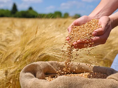 Wheat grains in the hands of a successful farmer, in a background ripe barley field. Close up of hands full of wheat from a young adult farmer. Spring sunny day / Foto: Branex