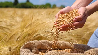 Wheat grains in the hands of a successful farmer, in a background ripe barley field. Close up of hands full of wheat from a young adult farmer. Spring sunny day / Foto: Branex