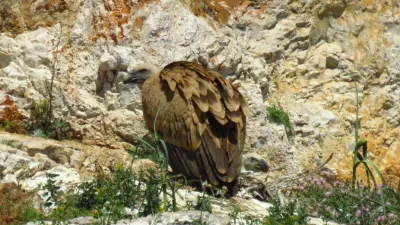 Beloglavi jastreb v zavetišču na Cresu. Foto: zavetišče Beli