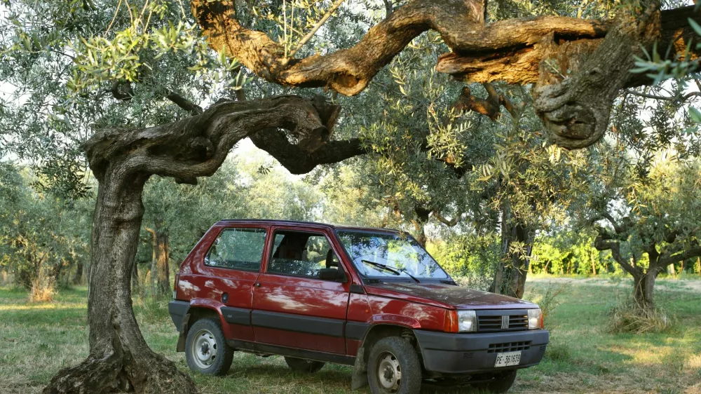 C5N8R6 Fiat Panda parked in an olive grove in Italy.