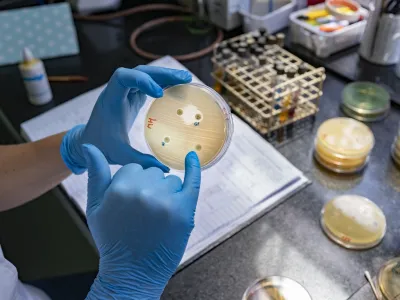 WHONET-Argentina (WHONET-ARG) Antimicrobial Resistance (AMR) Surveillance Network`s coordinator Celeste analyzes phenotypic tests to detect antimicrobial resistance (AMR) mechanisms at Malbrn Institute in Buenos Aires, 10 October 2021. AMR occurs when bacteria, viruses, fungi and parasites change over time and no longer respond to medicines. This makes infections harder to treat and increases the risk of disease spread, severe illness and death. Antimicrobial resistant organisms are found in people, animals, plants and the environment (in water, soil and air). AMR is considered one of the top 10 global public health threats facing humanity. AMR can occur naturally over time, usually through genetic changes. However, misuse and overuse of antimicrobials is a main driver of AMR, as is lack of access to clean water, sanitation and hygiene (WASH) for both humans and animals; poor infection and disease prevention and control in health-care facilities and farms; poor access to quality, affordable medicines, vaccines and diagnostics; lack of awareness and knowledge; and lack of enforcement of legislation. The Servicio Antimicrobianos of the Instituto Nacional de Enfermedades Infecciosas (INEI) is part of the Administracin Nacional de Laboratorios e Institutos de Salud Dr Carlos G. Malbrn (ANLIS-Malbrn, known locally as the Malbrn Institute). The Malbrn Institute is a key space for AMR research, diagnosis, and surveillance, not only for Argentina, but also as a Regional Reference Laboratory for Antimicrobial Resistance for the Pan American Health Organization (PAHO) and as a Collaborating Center on Antimicrobial Resistance Surveillance for PAHO and the World Health Organization (WHO). Malbrns influence on public health is vital in tracking the emergence of and controlling the spread of AMR in Argentina and the region. The institute's multidimensional work is mainly focused on five strategic areas: Reference Diagnosis, AMR Surveillance, External Quality Assessment Programs, Human Resources Training and Applied Research. As part of the reference diagnostic work, microbiology laboratories can request the Malbrn Institute to conduct extensive susceptibility testing and molecular characterization of clinical bacterial isolates to provide alternative treatment options for infected patients.