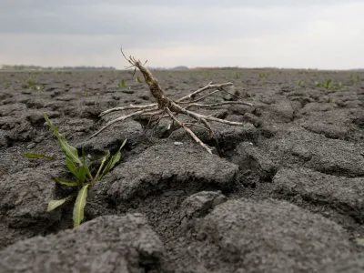 Plant grow on the ground of dried up Lake Zicksee near Sankt Andrae, Austria, April 9, 2023. REUTERS/Leonhard Foeger